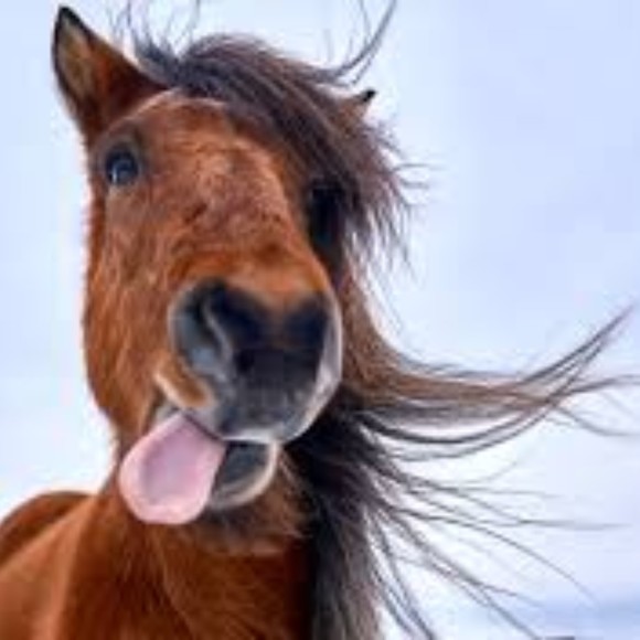 Meet your Posher, Sierra - Picture 1 of 1